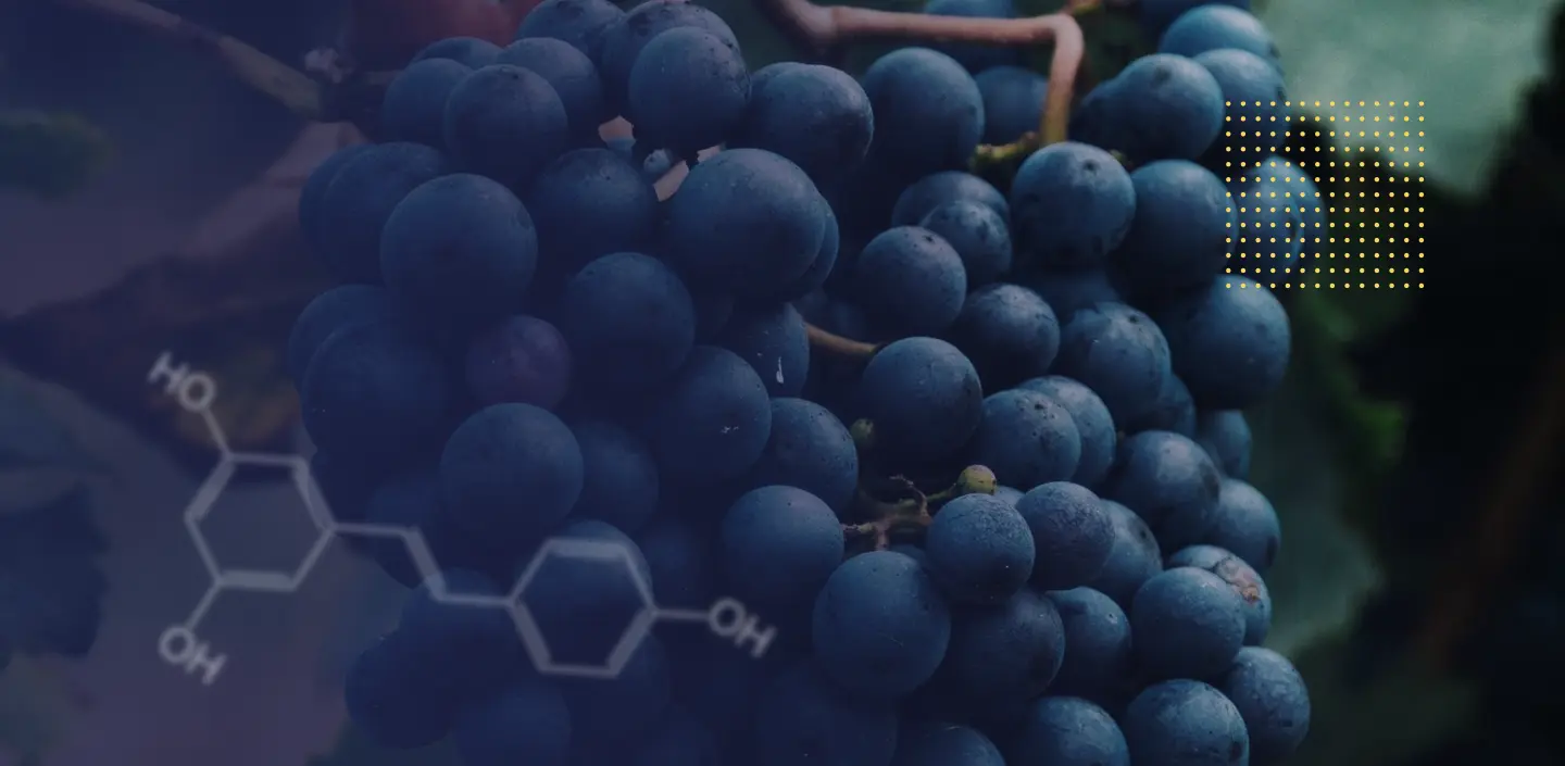 Extract de semințe de struguri vs resveratrol comparația. Imagine de struguri