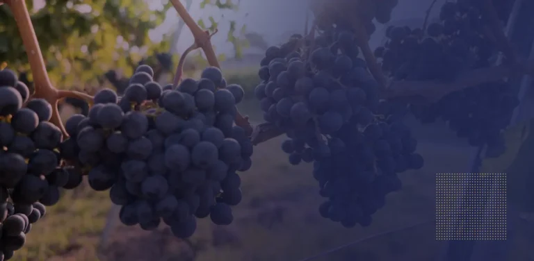 Hvad er trans-resveratrol vs. resveratrol, og hvad er fordelene ved trans-resveratrol?