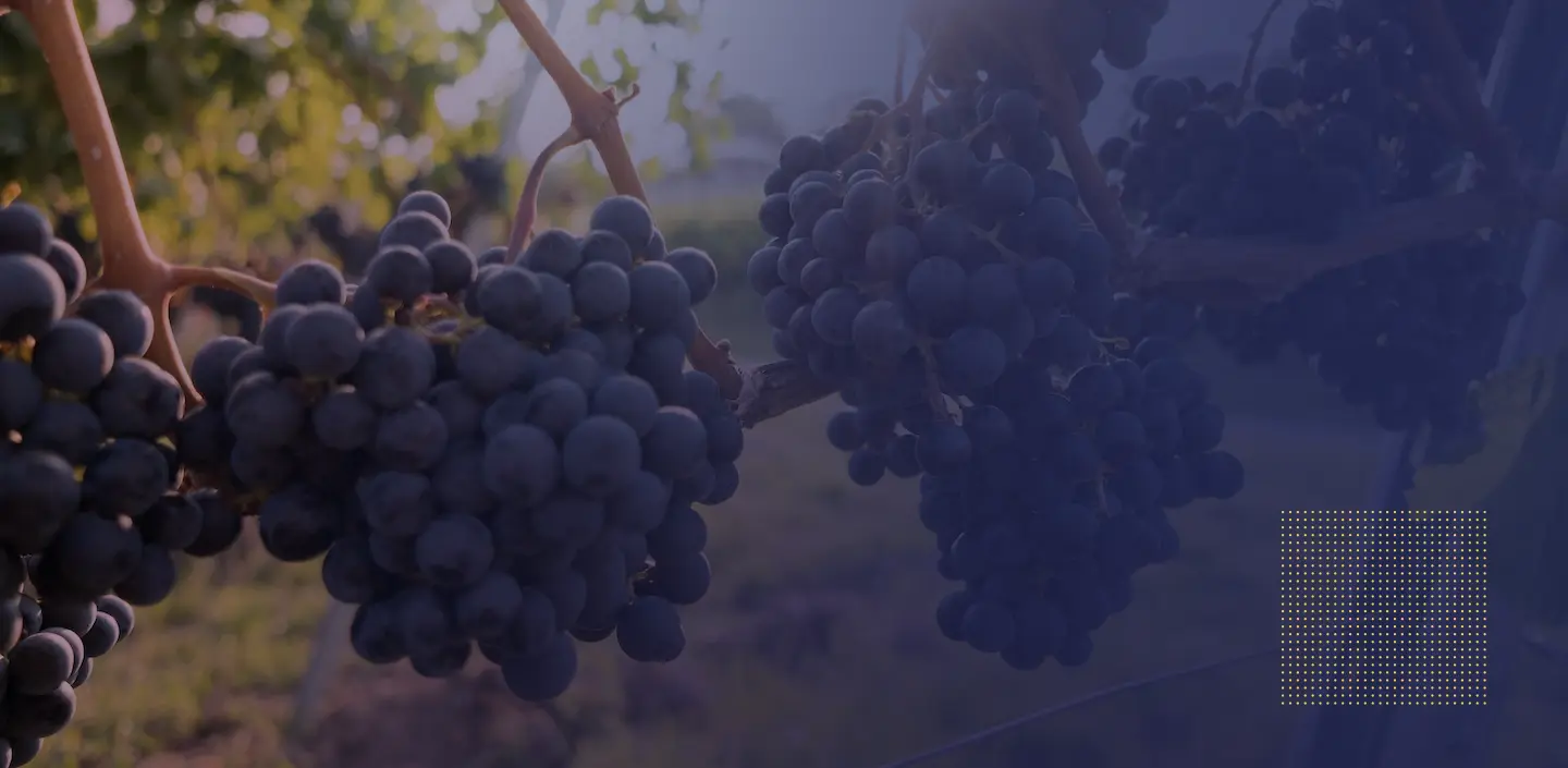 ¿Qué es el trans-resveratrol frente al resveratrol? ¿Cuáles son los beneficios del trans-resveratrol?