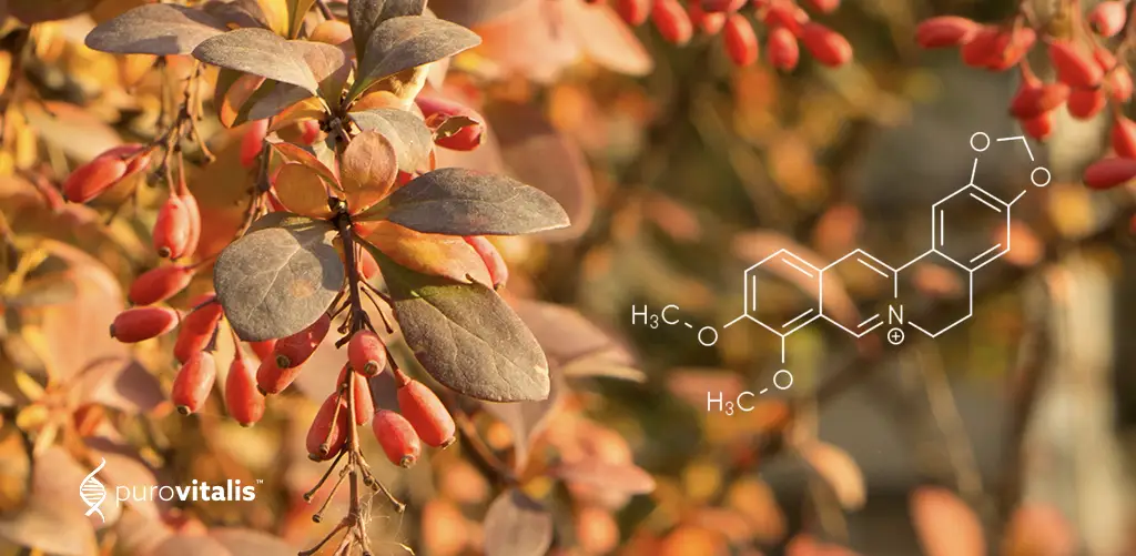 Nahaufnahme der Blätter von Berberis aristata, der Pflanze, aus der Berberin gewonnen wird. Die Blätter sind klein, oval und leuchtend grün und wachsen dicht an den Stängeln. Berberin, ein bioaktiver Wirkstoff dieser Pflanze, wird aufgrund seiner potenziellen gesundheitsfördernden Eigenschaften verwendet. Vorteile Zu den Wirkungen von Berberin gehören beispielsweise die Regulierung des Blutzuckerspiegels und seine entzündungshemmenden Eigenschaften. Der Blogbeitrag behandelt die Wirkungen von Berberin. Vorteile , mögliche Nebenwirkungen und empfohlene Dosierung.